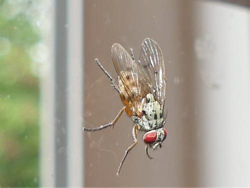 Réf. 327 931 : Helina sexmaculata